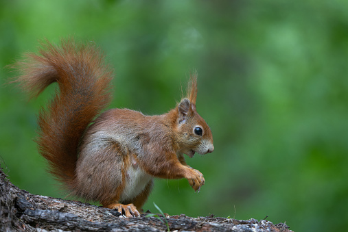 Eurasian red squirrel (Sciurus vulgaris) sitting on a tree trunk.