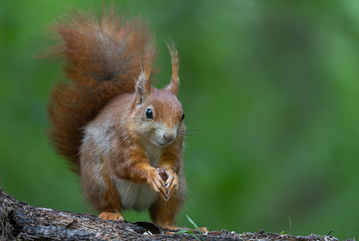 Eurasian red squirrel (Sciurus vulgaris) standing on a tree trunk.