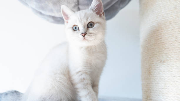 istock british shorthair cat 1498353195