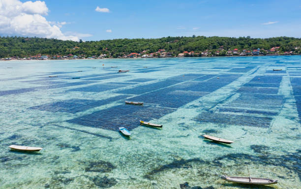 The farmland with seaweed farming  background in Bali, Indonesia The farmland with seaweed farming  background in Bali, Indonesia seaweed farming stock pictures, royalty-free photos & images