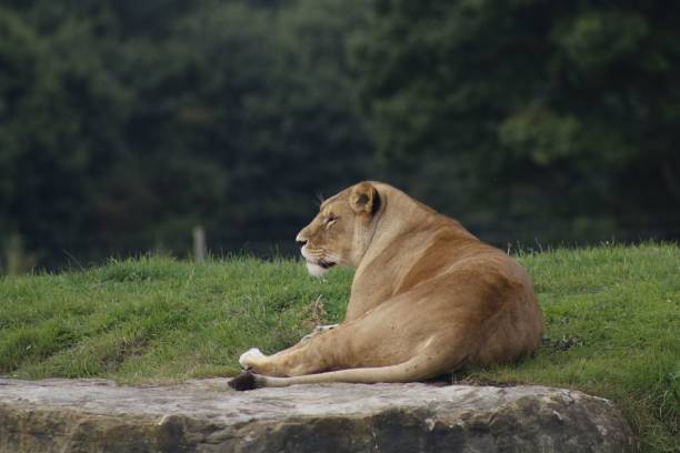istock Powerful lion resting in a natural outdoor setting 1498356306