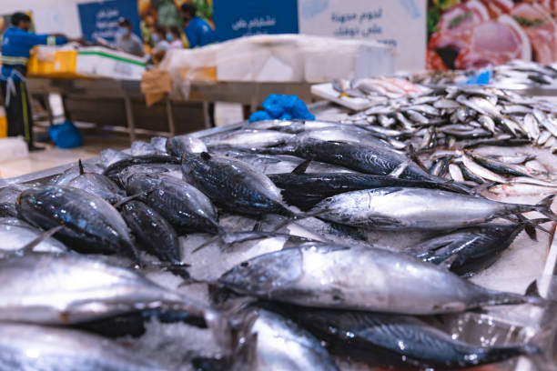 United Arab Emirates, Dubai, Deira waterfront fish market April 2023: Retailers offer fresh fish and crustaceans at their stalls in the market. Different kinds of fish on ice. Cod, Hamour fish, sea bream, Shari fish, kingfish, prawn and shrimps.