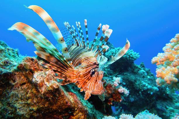 istock Common Lionfish  at tropical coral reef - Pterois Miles 1498356519