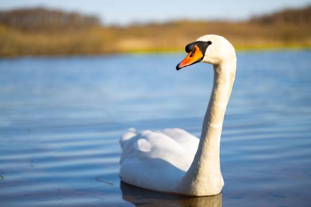 istock White swan swimming in a tranquil lake 1498356747