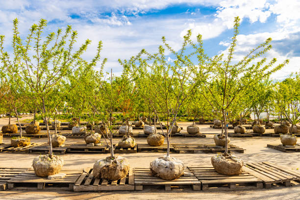 istock green tree in plant nursery outdoors in summer. 1498359044