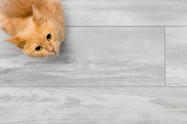 istock background with a cat sitting in the corner of the image. 1498359077