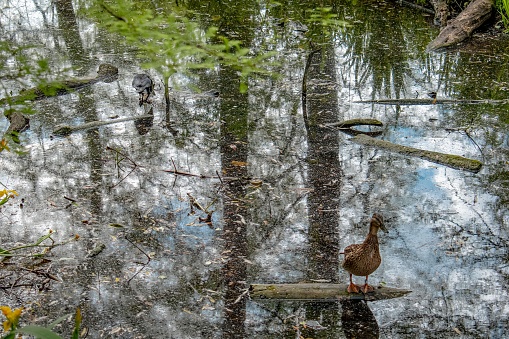 A serene image of a bird perched atop a wooden platform in a tranquil body of water surrounded by lush trees