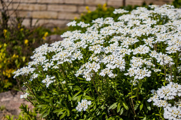 istock White flowers in the garden 1498360729