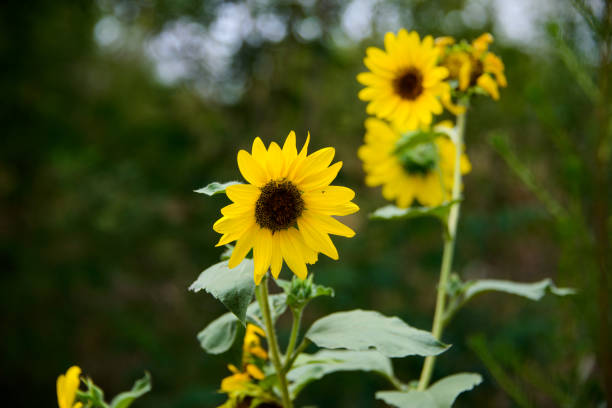 istock Sunflowers blooming in a garden 1498361318