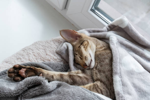 istock Oriental shorthair tabby kitten sleeping near the window. 1498361393