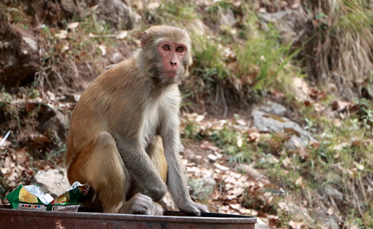 Baboons. Monkey searching for food in a garbage dump; this is an extreme example of how two species coexist and influence each other's habits.