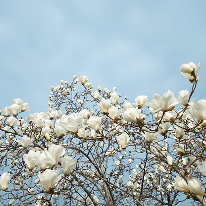 Beautiful flowers of white Magnolia kobus on the blue sky background, selective focus