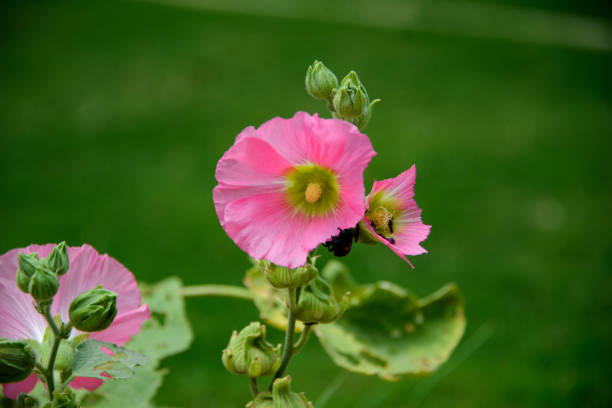 Red pink hollyhocks growing in a garden