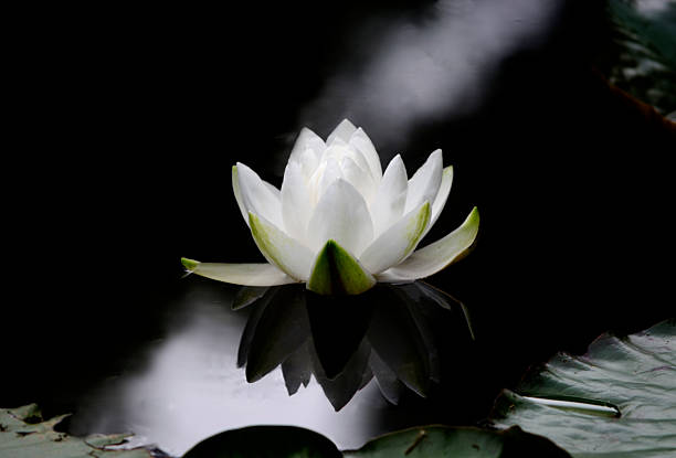 White Lotus The flower of a Nymphaea alba, also known as the European White Waterlily, White Lotus, or Nenuphar on a dark water surface. white lotus stock pictures, royalty-free photos & images