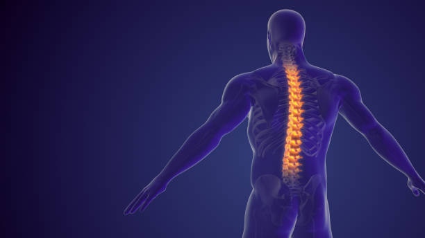 antecedentes médicos de dolor espinal o dolor de espalda - biomecánica fotografías e imágenes de stock