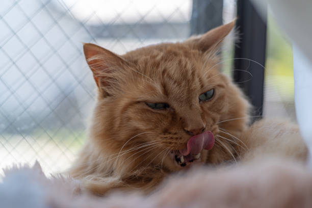 istock cat sticking out tongue 1498363510