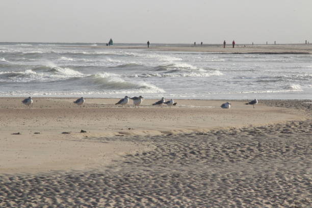 istock Seagulls at Vlieland beach 1498365361
