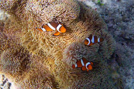 Two Ocellaris clownfish (Amphiprion ocellaris) anda blue sea anemone