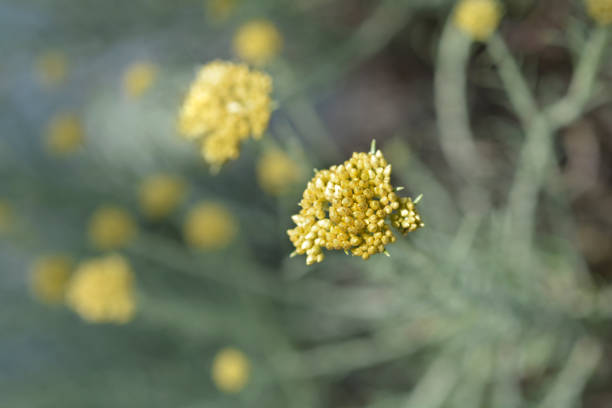 istock Italian everlasting flowers 1498366039