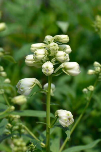 istock Delphinium Magic Fountain White 1498366059
