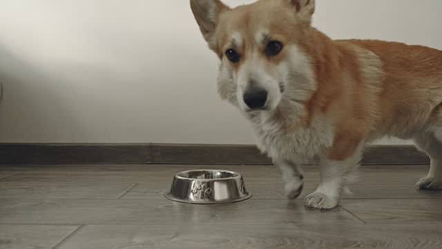 A welsh corgi pemproke dog looking to empty bowl for food