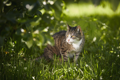 Old tabby cat waiting in grass under tree and she is ready for hunting at sunny day.