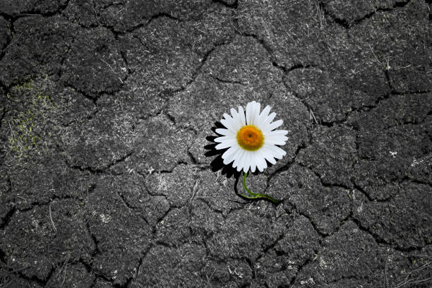 istock A daisy grows in a parched soil of the earth 1498366931