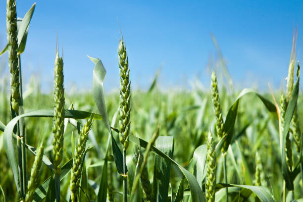 istock Ears of green wheat, close-up. 1498367631