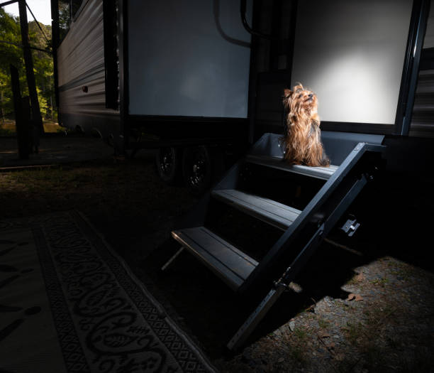 istock Yorkie waiting on an RV's steps 1498368548