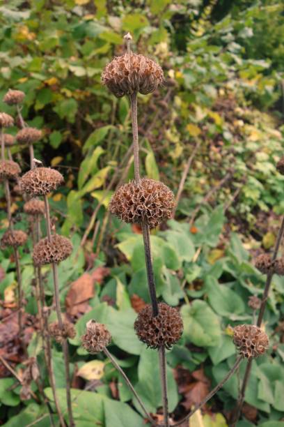 istock Looking frontal at bald flower whisks on their brown stalks from the turkish sage (Phlomis russeliana) surrounded by green ground-cover plants and foliage in an autumn scenery 1498369077
