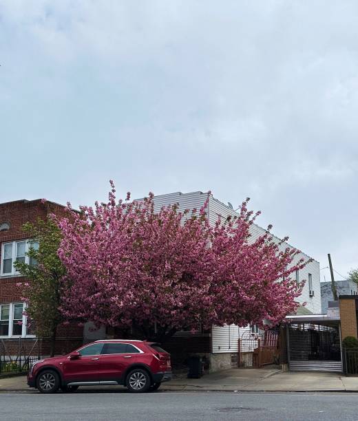 istock Red car parked under a blooming pink tree near a house on a cloudy day 1498369372