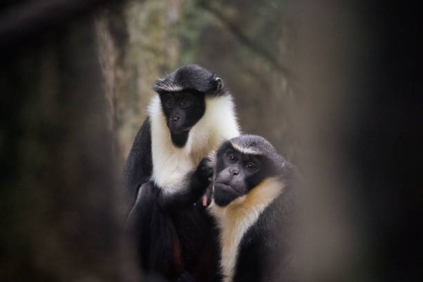 istock a black and white monkey and a baby monkey stand near each other 1498370785