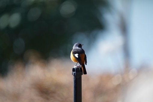A small brown bird perched atop a tall metallic pole adjacent to a lush green tree in the background