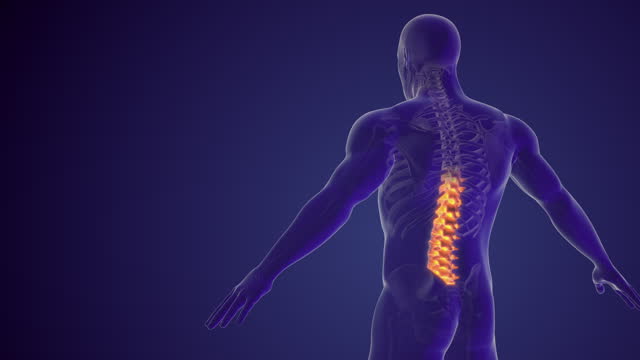 Spinal pain or back pain
