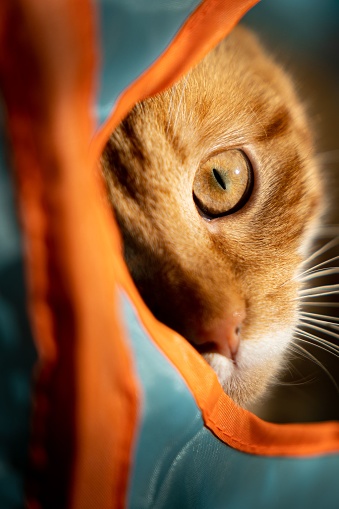 A closeup of a ginger-colored cat's eye peeking through a striped canvas tent