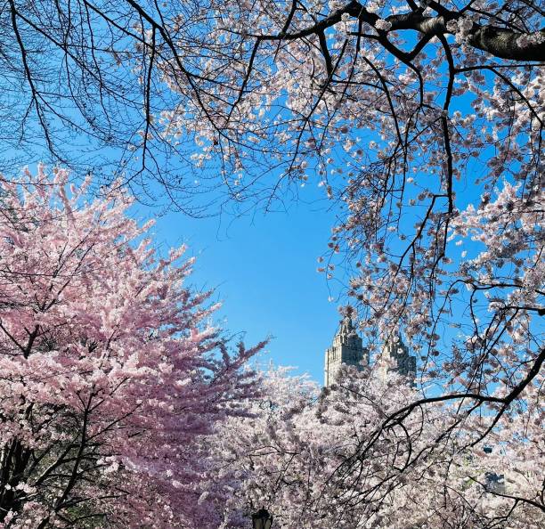 istock Low angle of cherry trees blooming against a cloudless blue sky in spring 1498374122