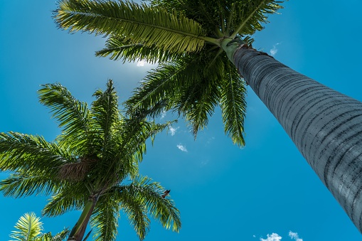 Two tall palm trees stand in front of a clear blue sky with wispy white clouds scattered across the horizon