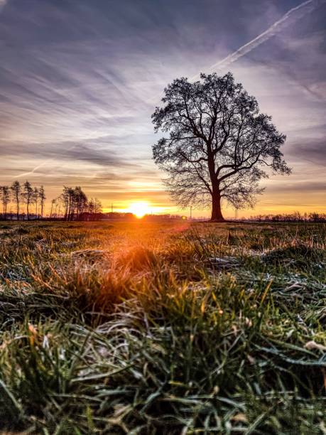istock a lone tree in the grass at sunset time in rural area 1498376047