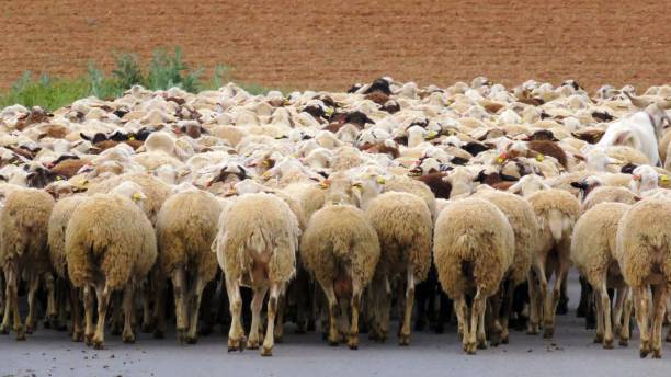 istock Flock of sheep walking towards the filed. 1498378419