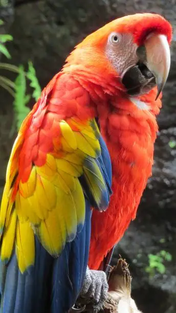 A vibrant-colored scarlet macaw perched on a tree branch.