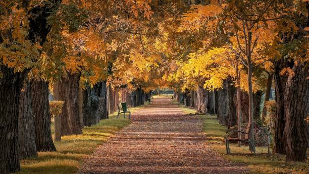 istock Empty benches in the park with lush trees and fallen autumn leaves. 1498378432