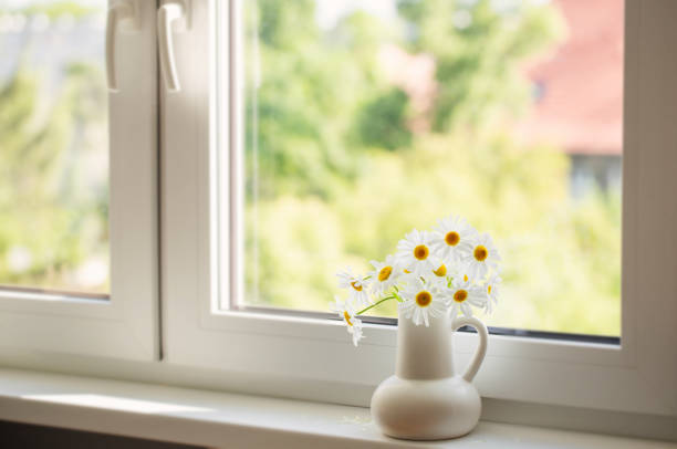 istock chamomile flowers in white jug on window sill 1498380672