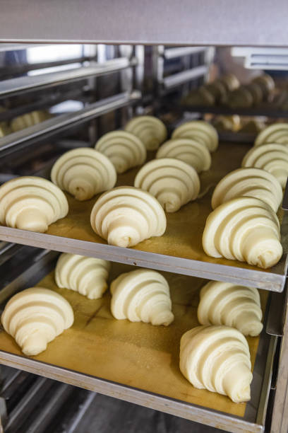 istock Sheet of proofed croissant dough baking 1498381626