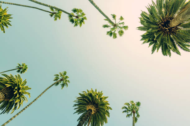 istock A perfect summer day and tall palms 1498382266