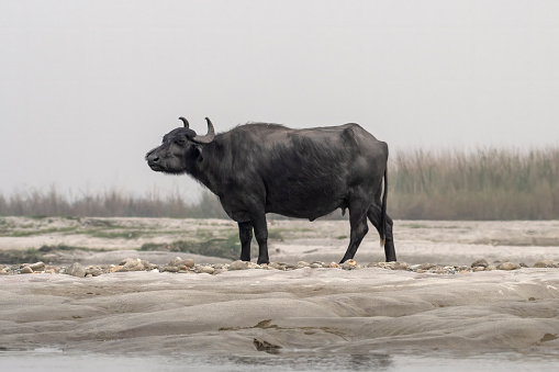 Water buffalo (Bubalus bubalis), also called the domestic water buffalo or Asian water buffalo, observed in Gajoldaba in West Bengal, India