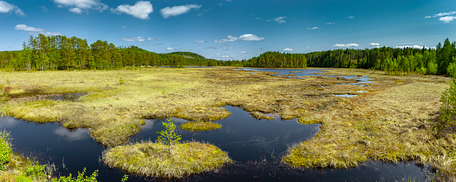 Scandinavian bog landscape with forest and blue sky