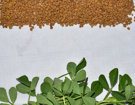 Fenugreek leaves with seeds frame on isolated white background. green and yellow pattern with Indian herbs concept.