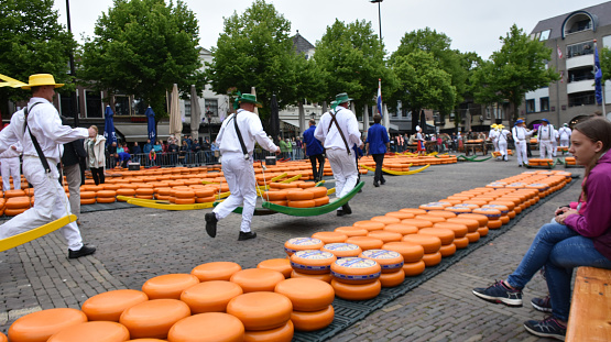 Alkmaar, The Netherlands - June 2, 2023: Scenery Of Carriers Carrying Cheese On Their Shoulder And Walking, While Tourists And Locals Standing, Looking Around, Taking Picture And More During Alkmaar Annual Traditional Cheese Market. Alkmaar Cheese Market Takes Place In Alkmaar Main Square From March Through September And Open Every Friday From 10 A.M To 1 P.M