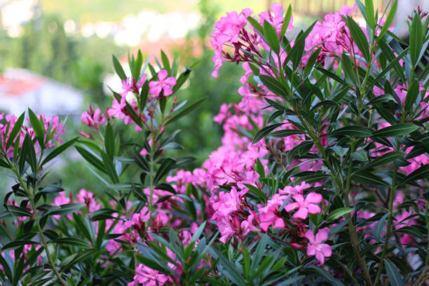 istock Pink Oleander Flowers 1498386195