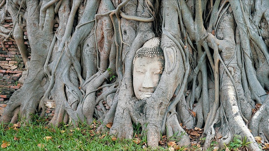 Ayutthaya buddha head in tree roots, Buddhist temple Wat Mahathat in thailand. Amazing Thailand travel concept